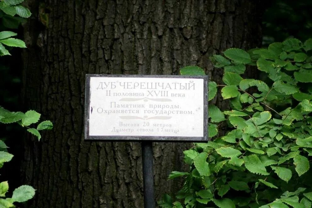 Сколько деревьев парке. Петровский дуб кузьминки. дубы в московском парке кузьминках. дуб в кузьминском парке. деревья парка кузьминки.