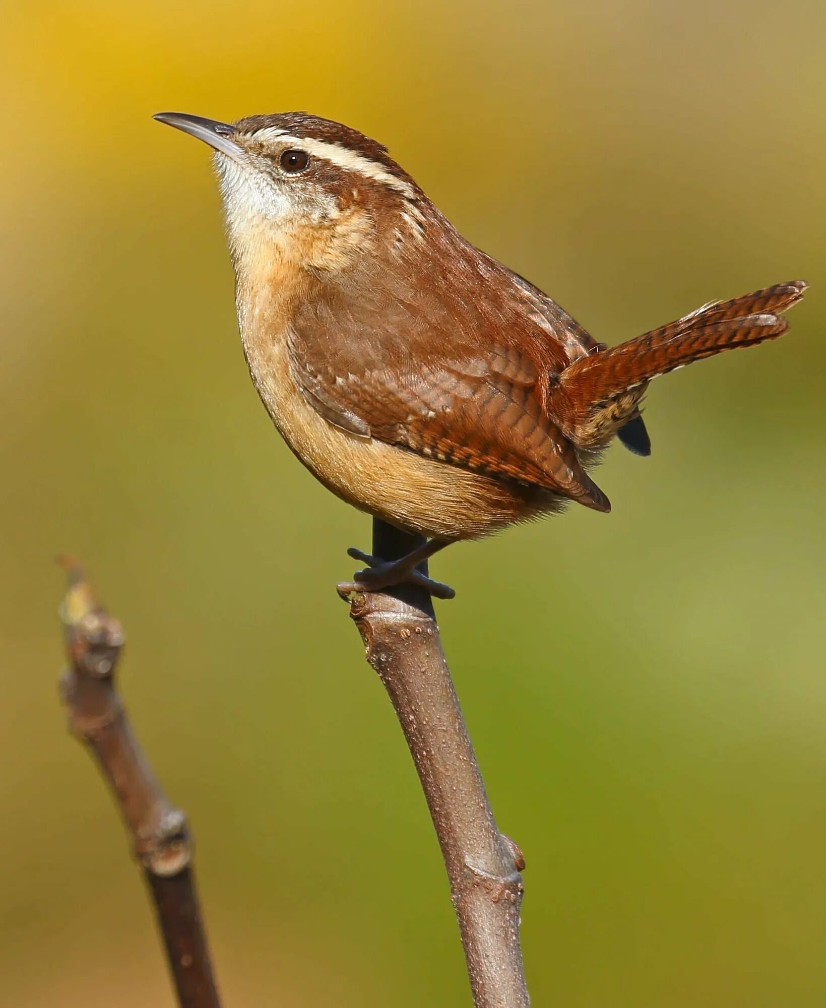 Шнек bt-121, bt-130 090 мм 44046802009. Долото шарошечное iii 146 тз-цв. Гвозди мебельные усиленные 100гр, 167шт, бронза, металл [100;] 639-060. Гвоздики с круглой шляпкой. ) 20мм мет.