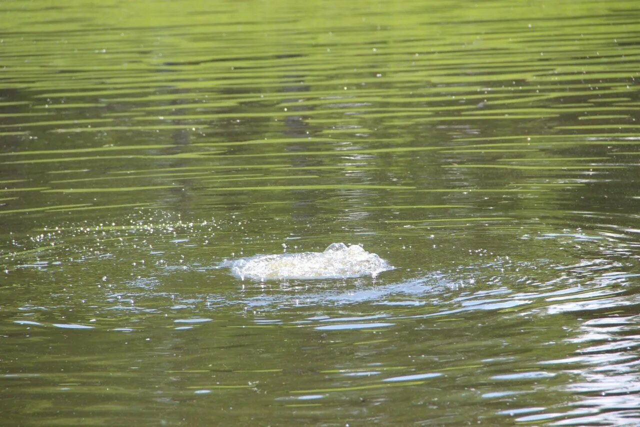 Вода уносит жизни. Вода речка. Вода река. Река Ашкадар.