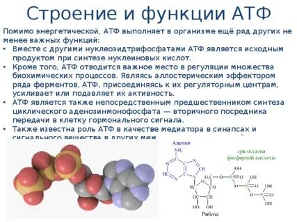 В каких процессах происходит образование атф