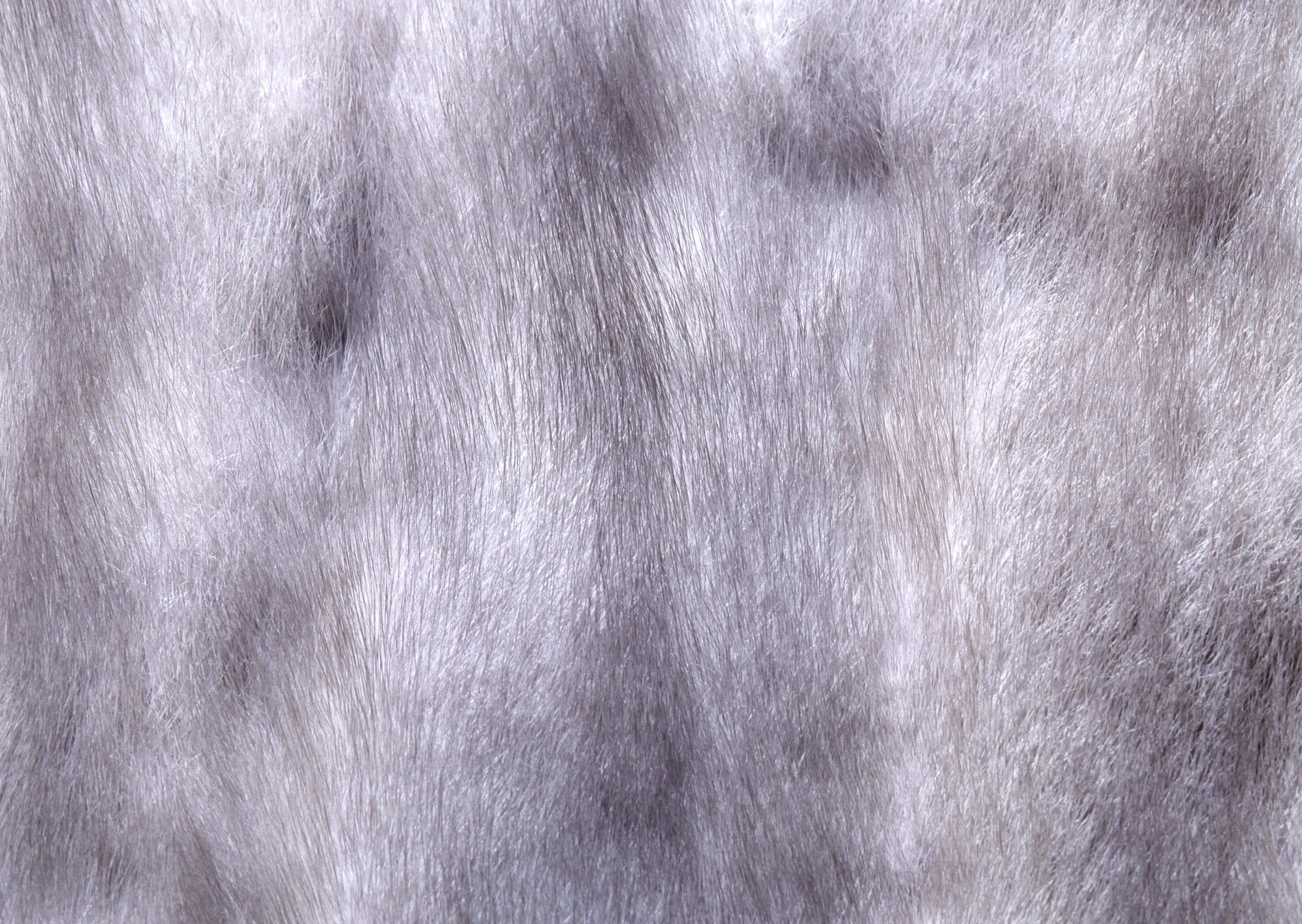 Австралийский шелковистый терьер силки. Блестящей шерсти. Блестящей шерсти. Блестящая шерсть. Блестящей шерсти.