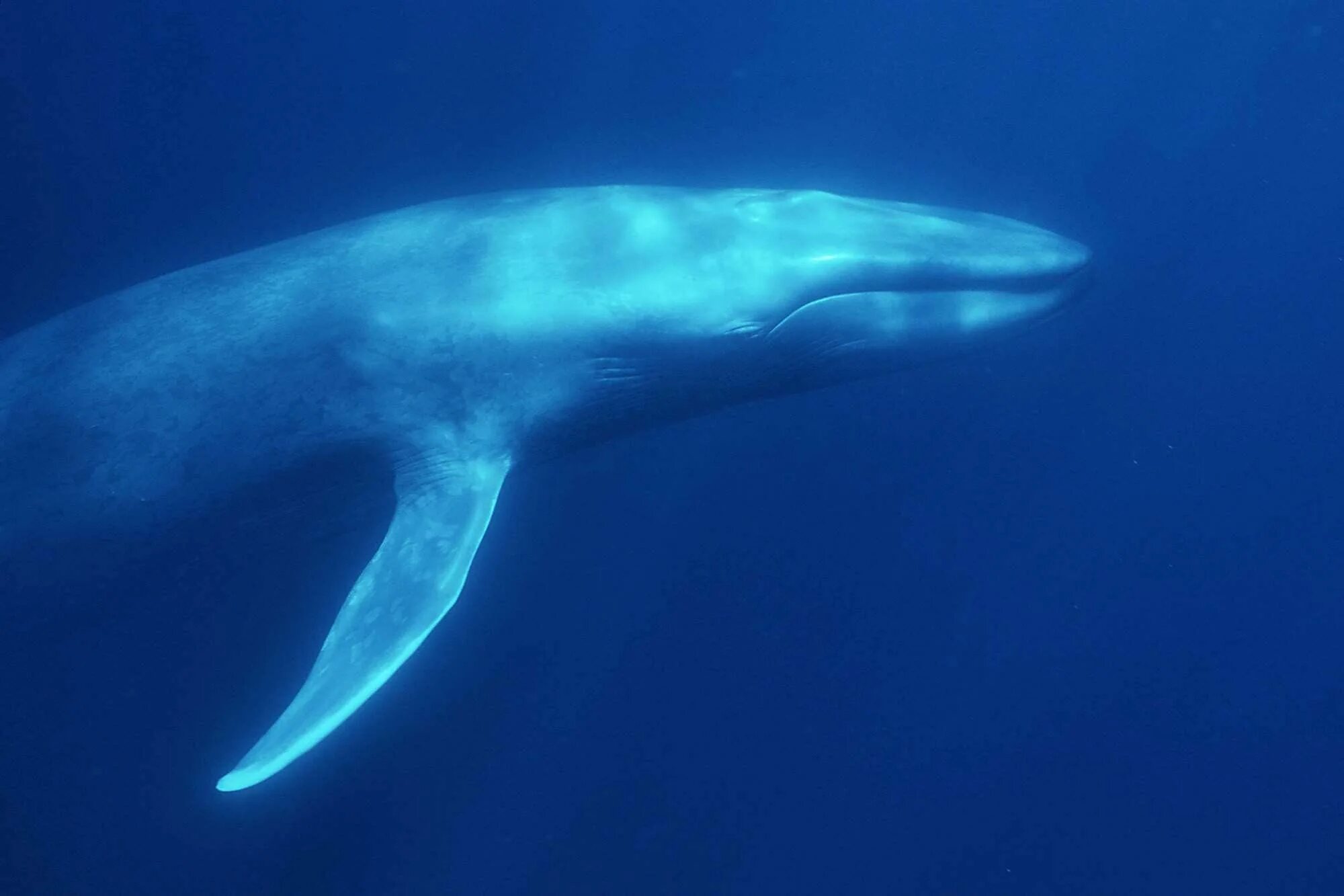 Моа кит. Голубой кит balaenoptera musculus. синий кит криль. стая синих китов. лаврентия киты.