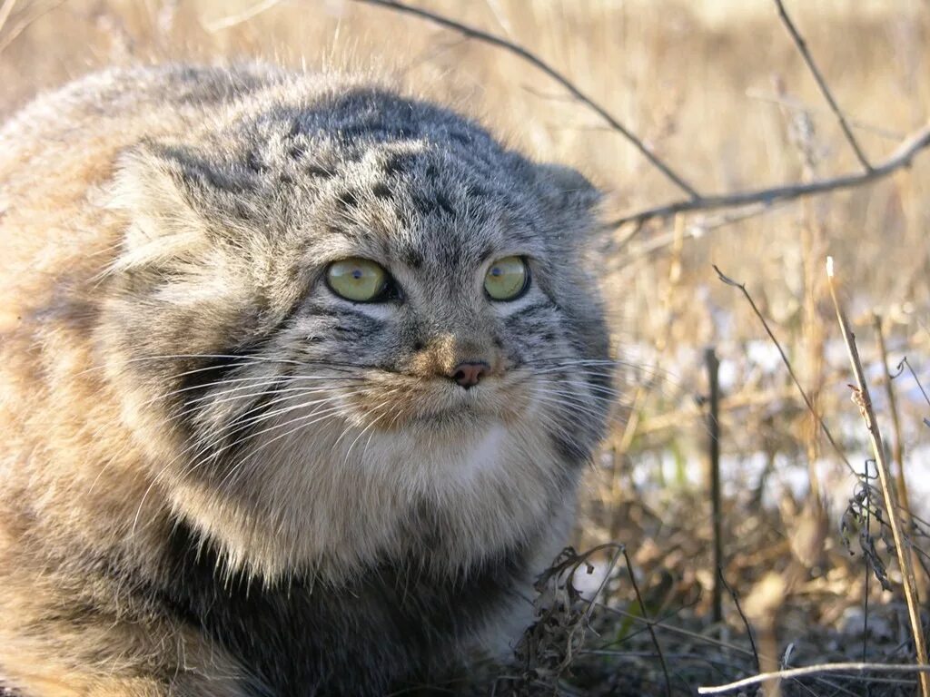 Даурский заповедник Манул. Кот Манул Даурский заповедник. Манул Забайкальский дикий кот. Кот Манул Забайкалье Даурский заповедник. Ленка кот