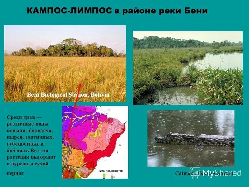 Что такое кампос. Кампос растительный мир. Льянос и кампос. Саванна (льянос, кампос). Кампос лимпос южной америки.