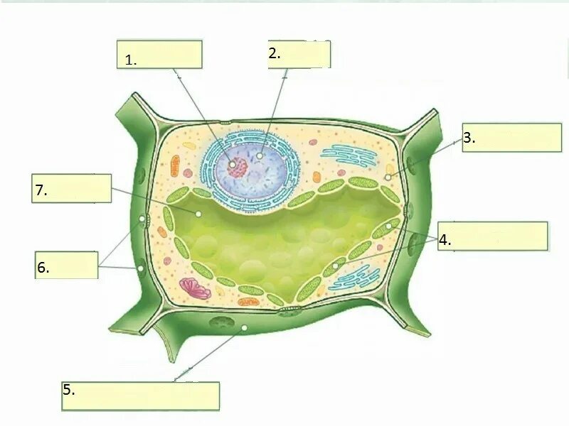 Клетка 5. Части растительной клетки 5 класс биология. Строение растительной клетки рисунок без подписей. Строение растительной клетки 5 класс биология рисунок без подписей. Строение клетки 5 класс биология подписать.