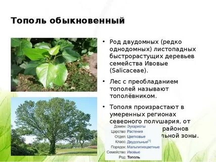 Систематика растения тополь