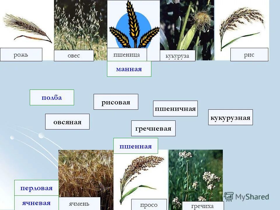 Рожь овес просо. Овес и пшеница. Пшеница, рожь, рис, овес, кукуруза, ячмень, просо,. Рожь ячмень просо. Рожь и пшеница.