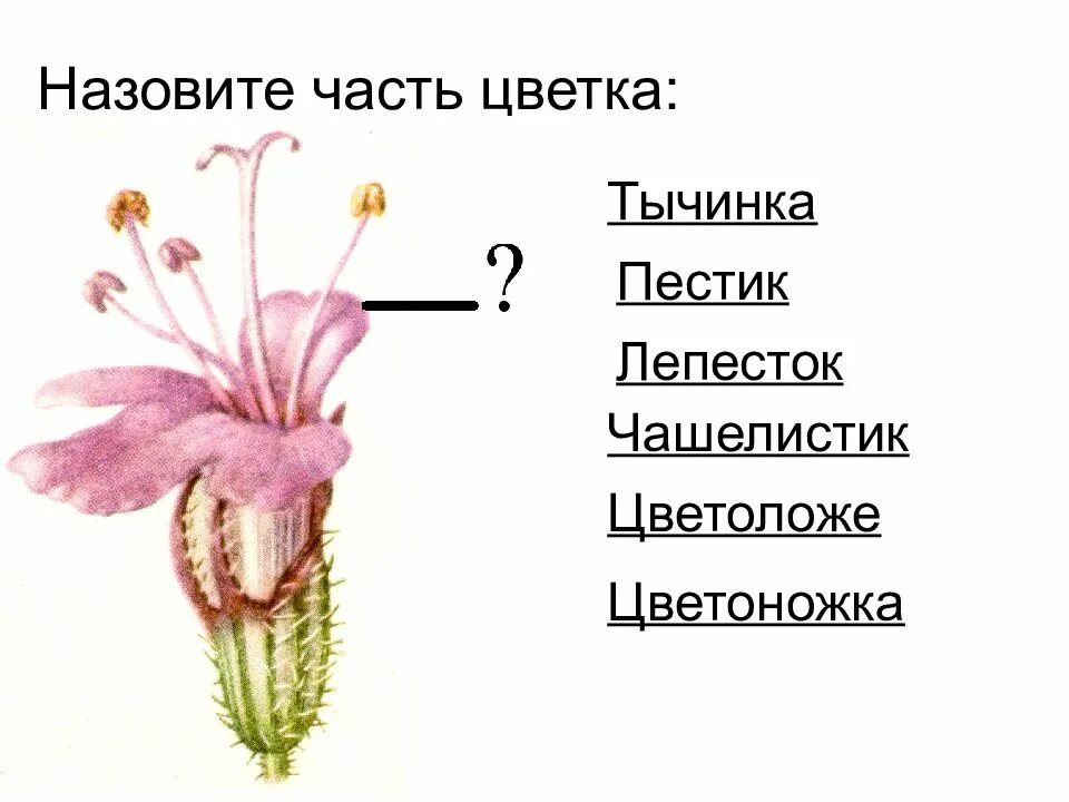 Генеративные органы цветки соцветия биология 6. Генеративные органы цветки соцветия. Строение цветка и соцветия. Схема строение цветка соцветия.