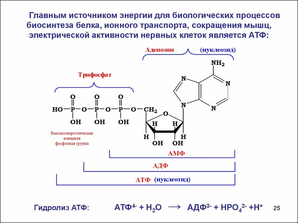 Реакция расщепления атф