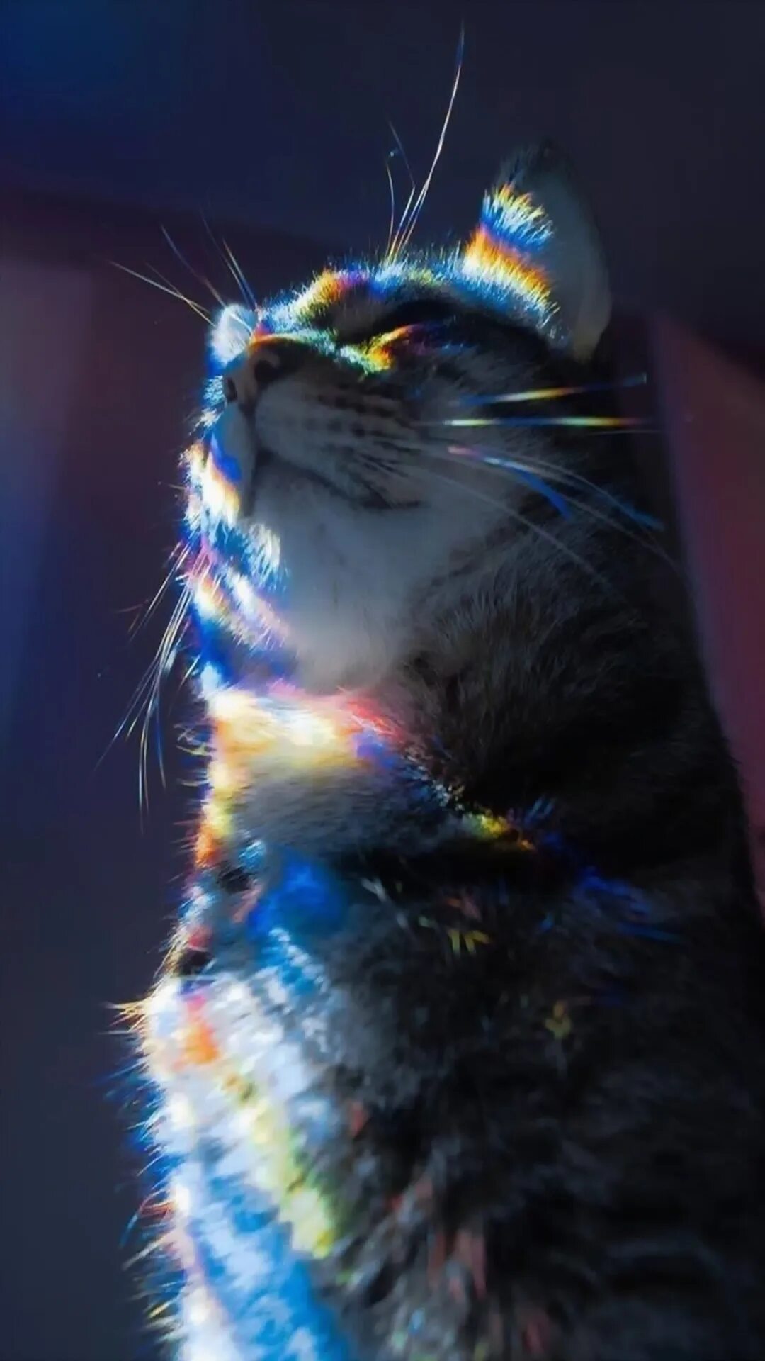 Эстетика котики на аву. Радужный кот. Радужная кошечка. Кот с радугой. Красивый Радужный кот.