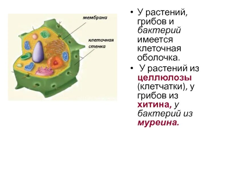 Стенка растительной клетки состоит из. Клеточная оболочка из целлюлозы. Клетка с клеточной оболочкой из целлюлозы. Клеточная оболочка из клетчатки. Стенка растительной клетки.