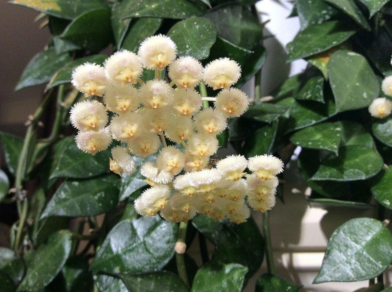 Lacunosa eskimo silver. Хойя lacunosa eskimo. Хойя лакуноза эскимо. Хойя лакуноза эскимо. Хойя эскимо сильвер.