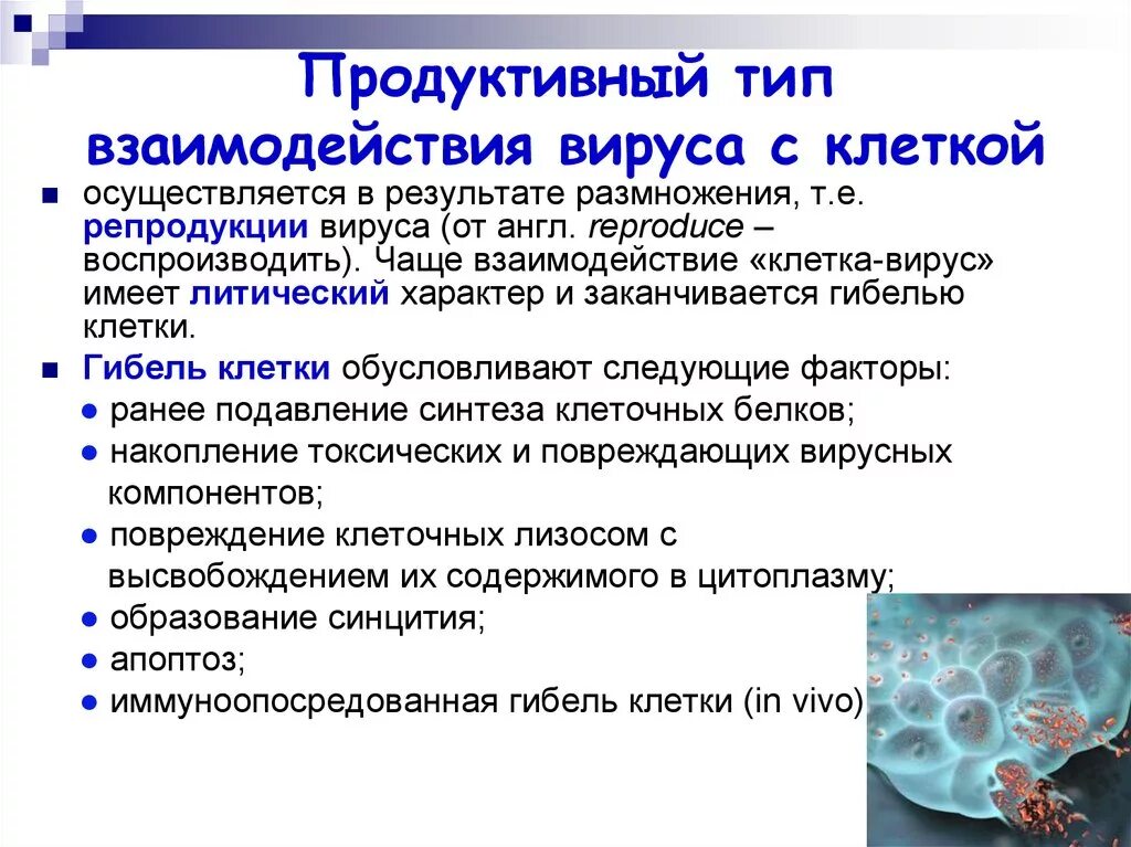 Стадии продуктивного типа взаимодействия вируса с клеткой. Этапы продуктивного типа взаимодействия вирусов с клеткой. Этапы продуктивного взаимодействия вируса с клеткой. Этапы взаимодействия вируса с клеткой микробиология.