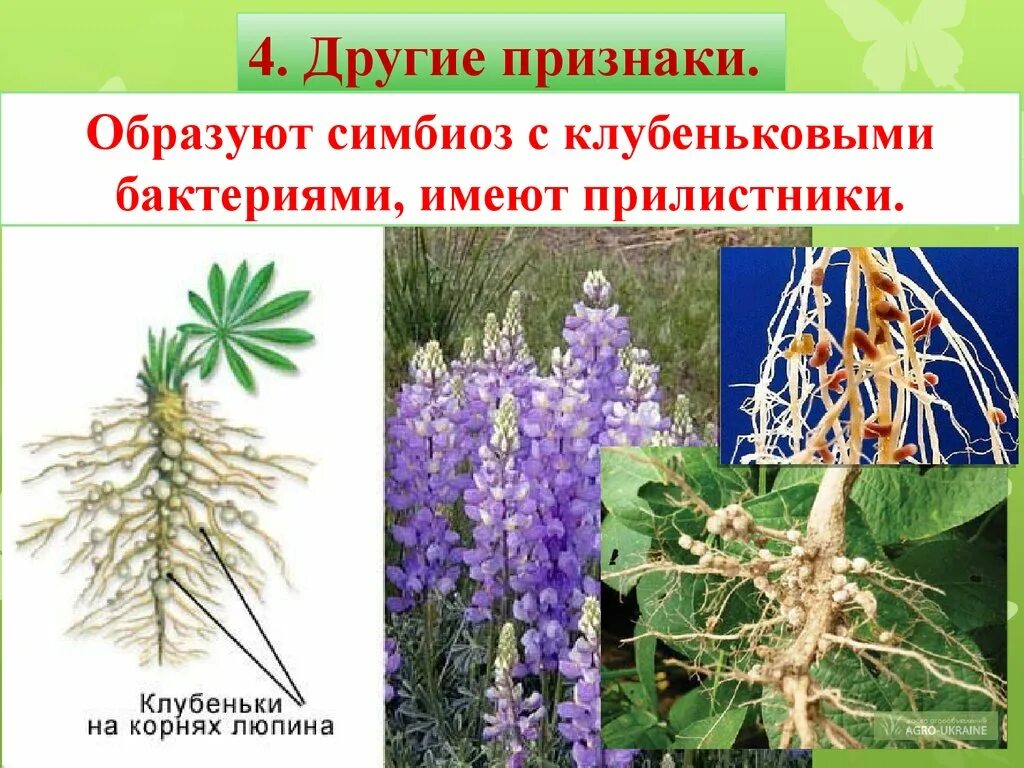 Клубеньковые бактерии и горох тип взаимоотношений. Люпин и клубеньковые бактерии. азотфиксирующие клубеньки. бактериальные клубеньки бобовые. корневые клубеньки бобовых.