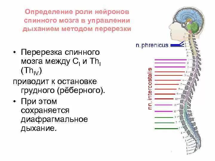 Сегменты в шейном отделе спинного мозга. Сегменты в шейном отделе спинного мозга