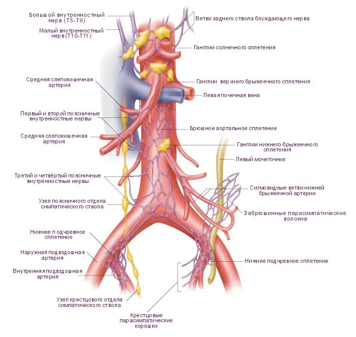 Нервные узлы сплетения. Узлы симпатического ствола анатомия. Чревные узлы анатомия. Брюшное аортальное сплетение схема. Узлы аортального сплетения.