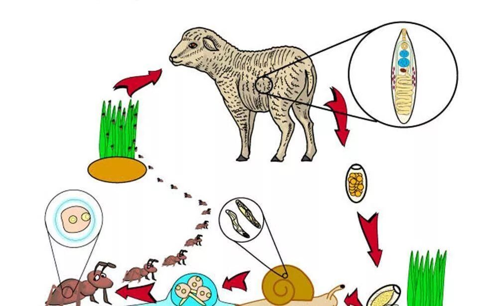Жизненный цикл ланцетовидного сосальщика схема с описанием. Цикл развития ланцетовидной двуустки схема. Dicrocoelium lanceatum жизненный цикл. Жизненный цикл ланцетовидного сосальщика схема. Цикл развития ланцетовидной двуустки.