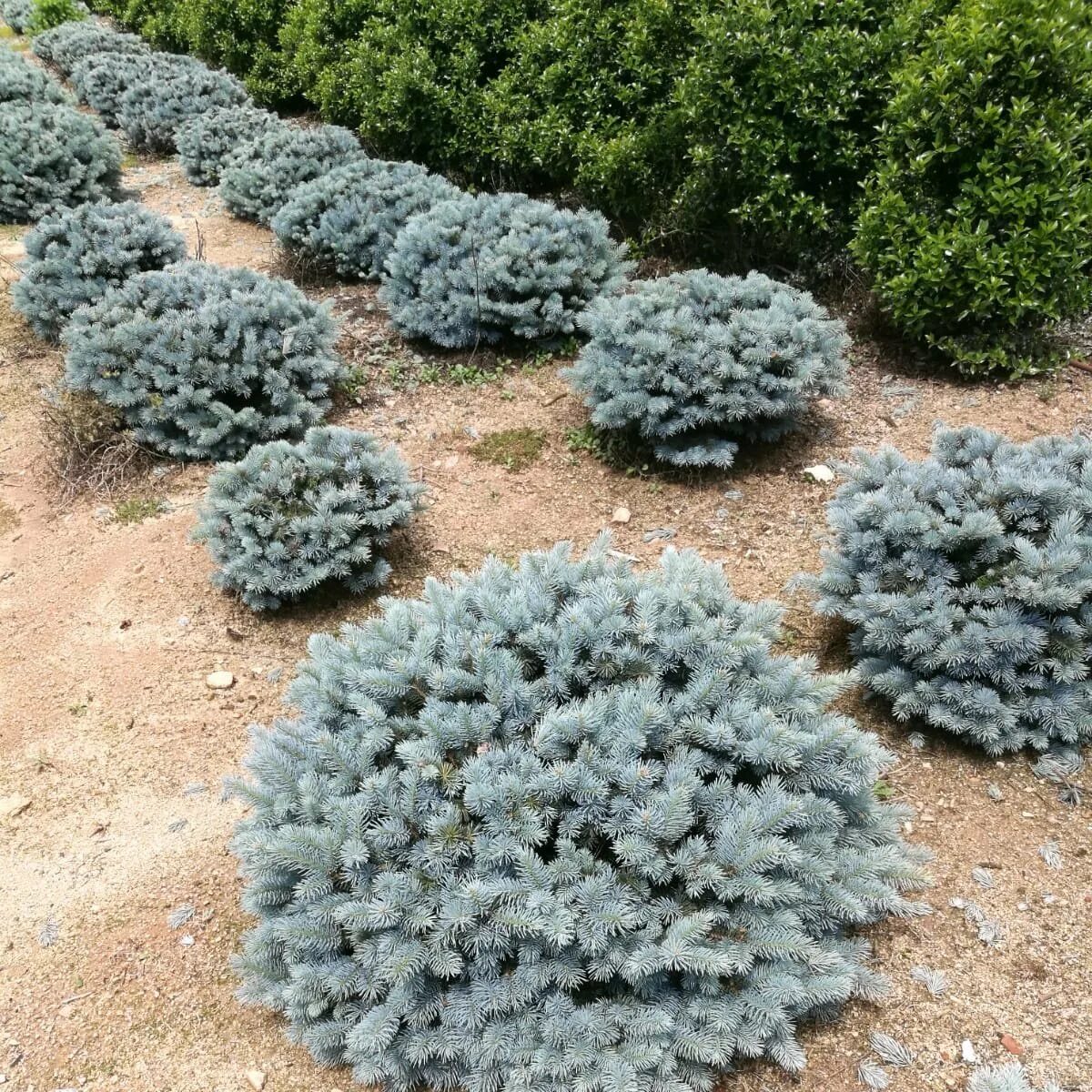 Ель колючая glauca. Ель Глаука Глобоза. Ель колючая glauca globosa. Picea pungens 'glauca globosa'. Сосна Глаука Глобоза.