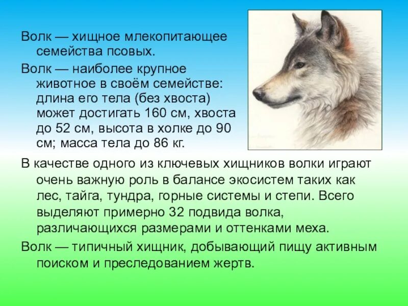 Рассказ про волка. Информация о волке. Сообщение о волке. Описание волка. Написать эссе о диких животных