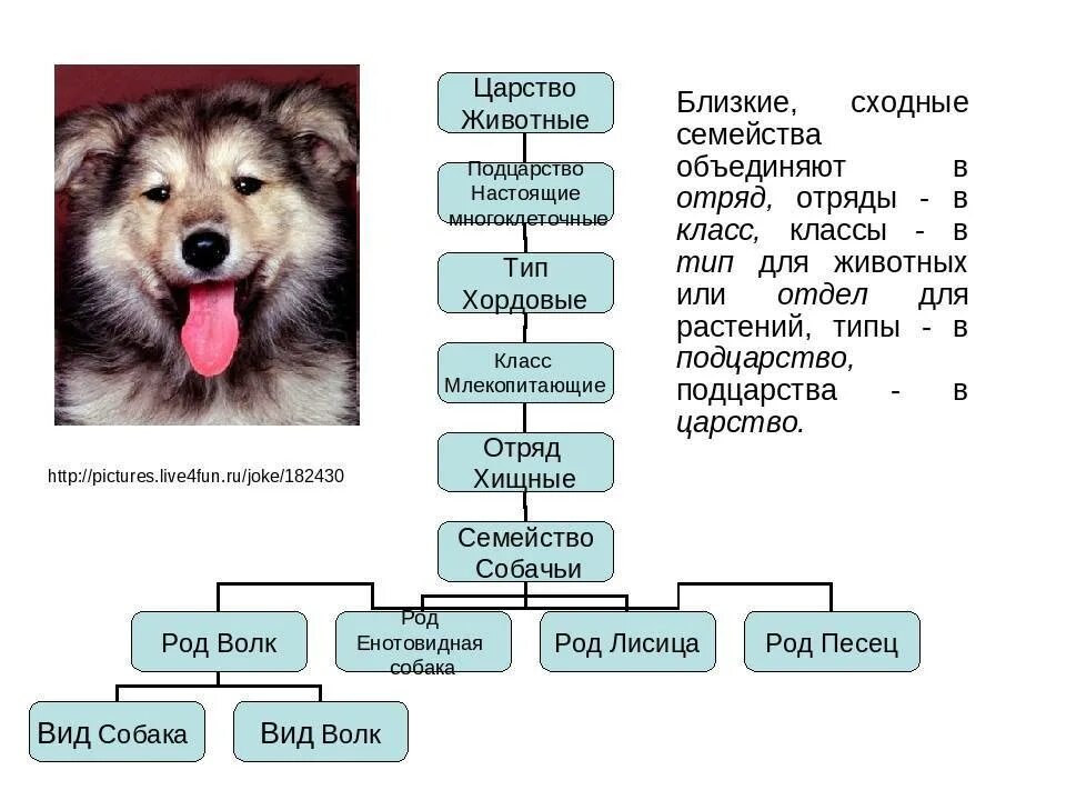 Представители животных 5 класс. Царство животных типы классы отряды семейства. царство подцарство отдел класс семейство род вид. классификация собаки домашней по биологии 5 класс. царство подцарство тип класс отряд семейство род вид собаки.