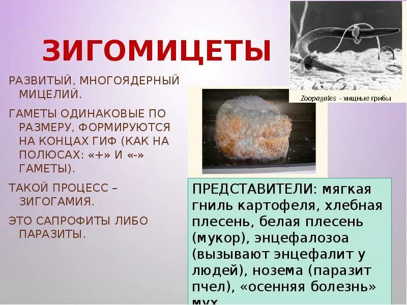 Мицелий определение. Зигомицеты мицелий. зигомицеты (zygomycota). отдел зигомикота представители. класс зигомицеты представители.