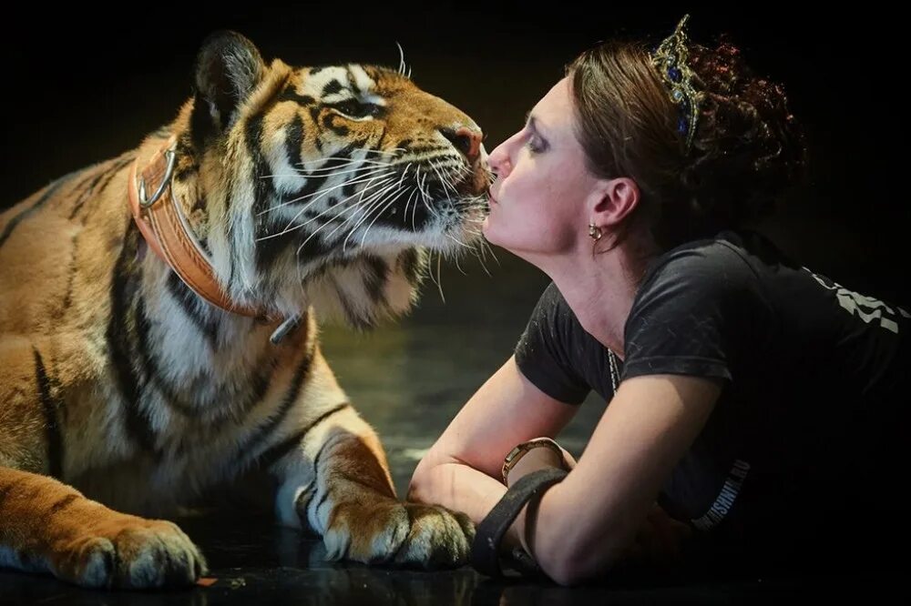 Ночной дозор тигр. Картинки для музыкального альбома с тигром. Карта muzik tiger. Альбом про тигров. Темная тема тигр.
