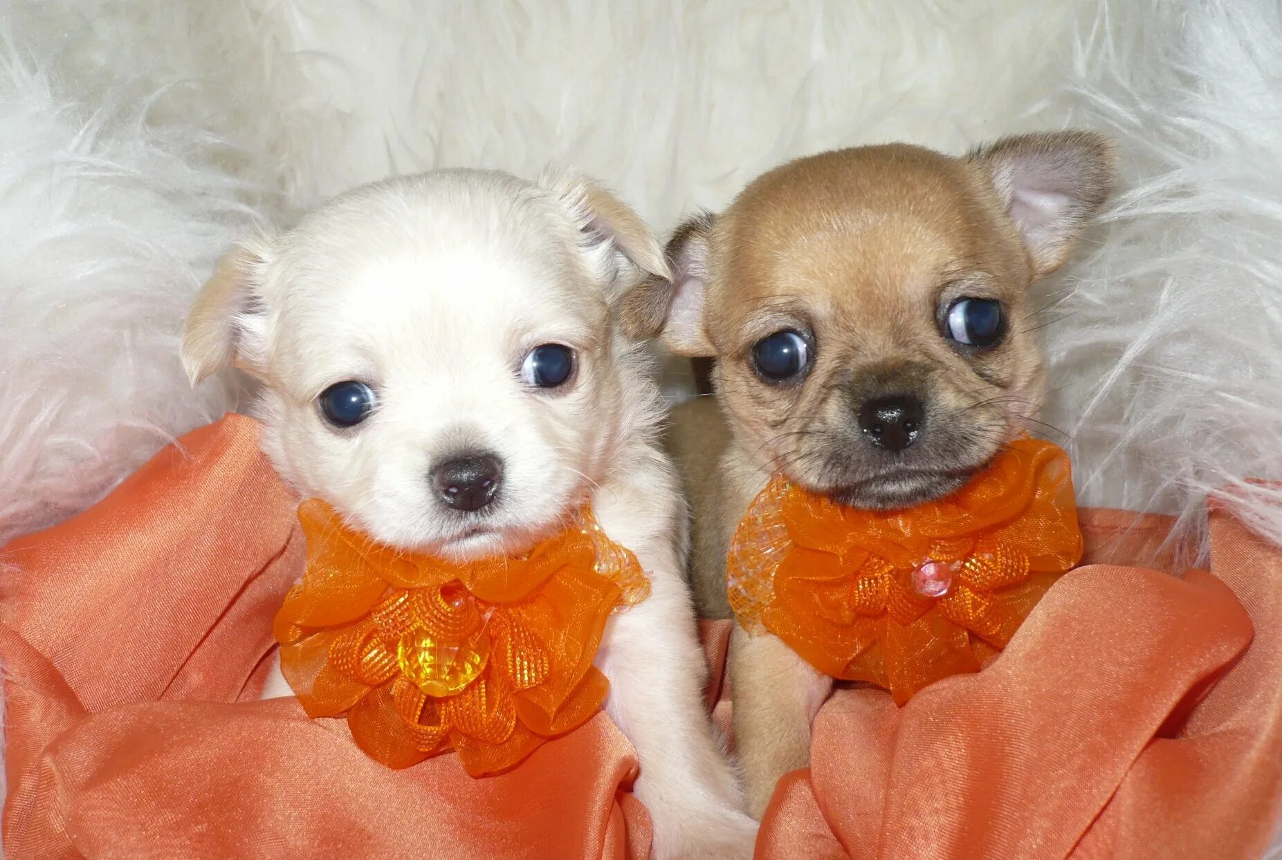 Lovely Yorkie Pictures wallpapers - YouTube