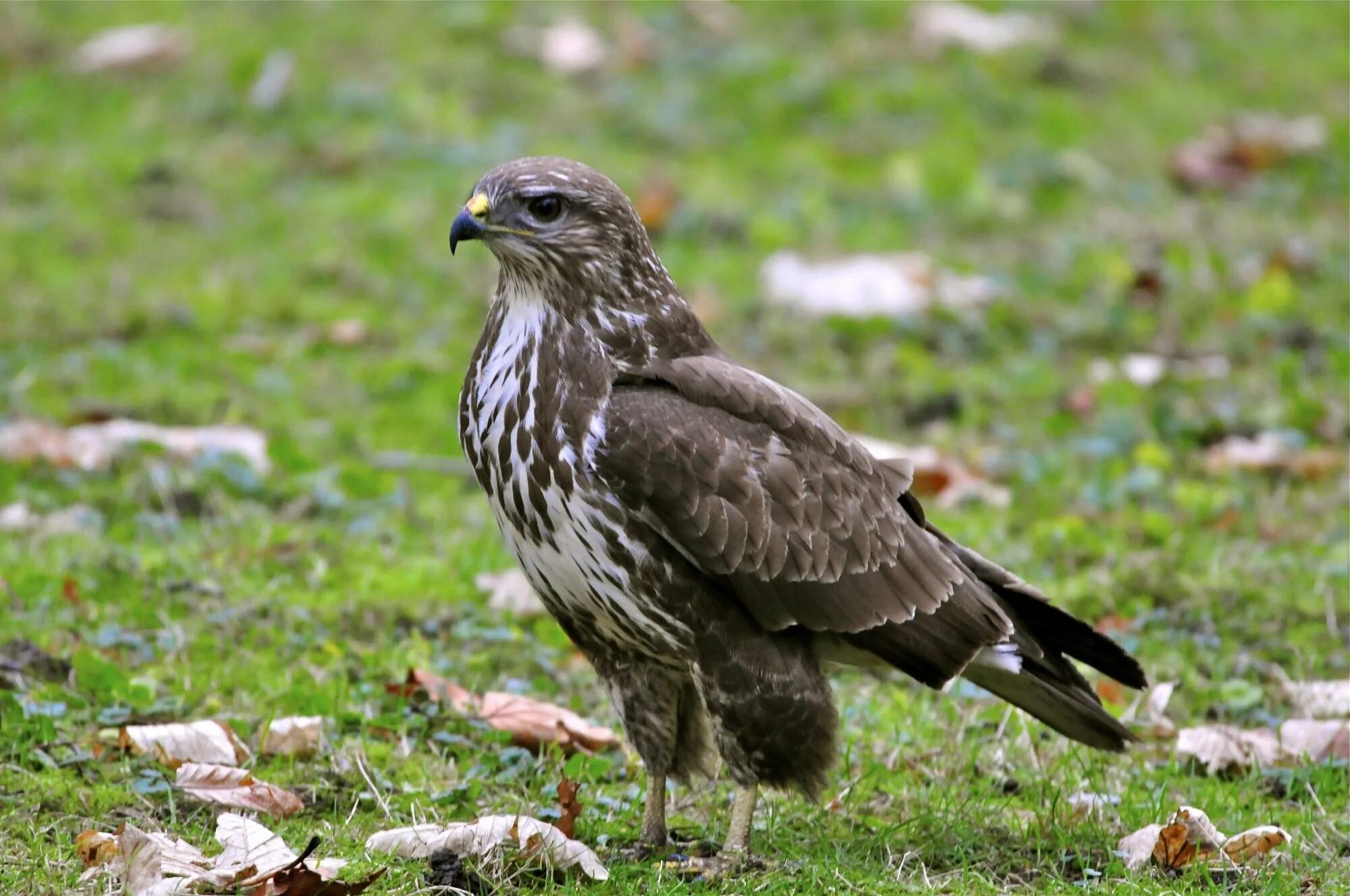 Хищные птицы про. Канюк Сарыч обыкновенный. Обыкновенный канюк Buteo Buteo. Обыкновенный канюк Ястребиные. Луговой канюк.