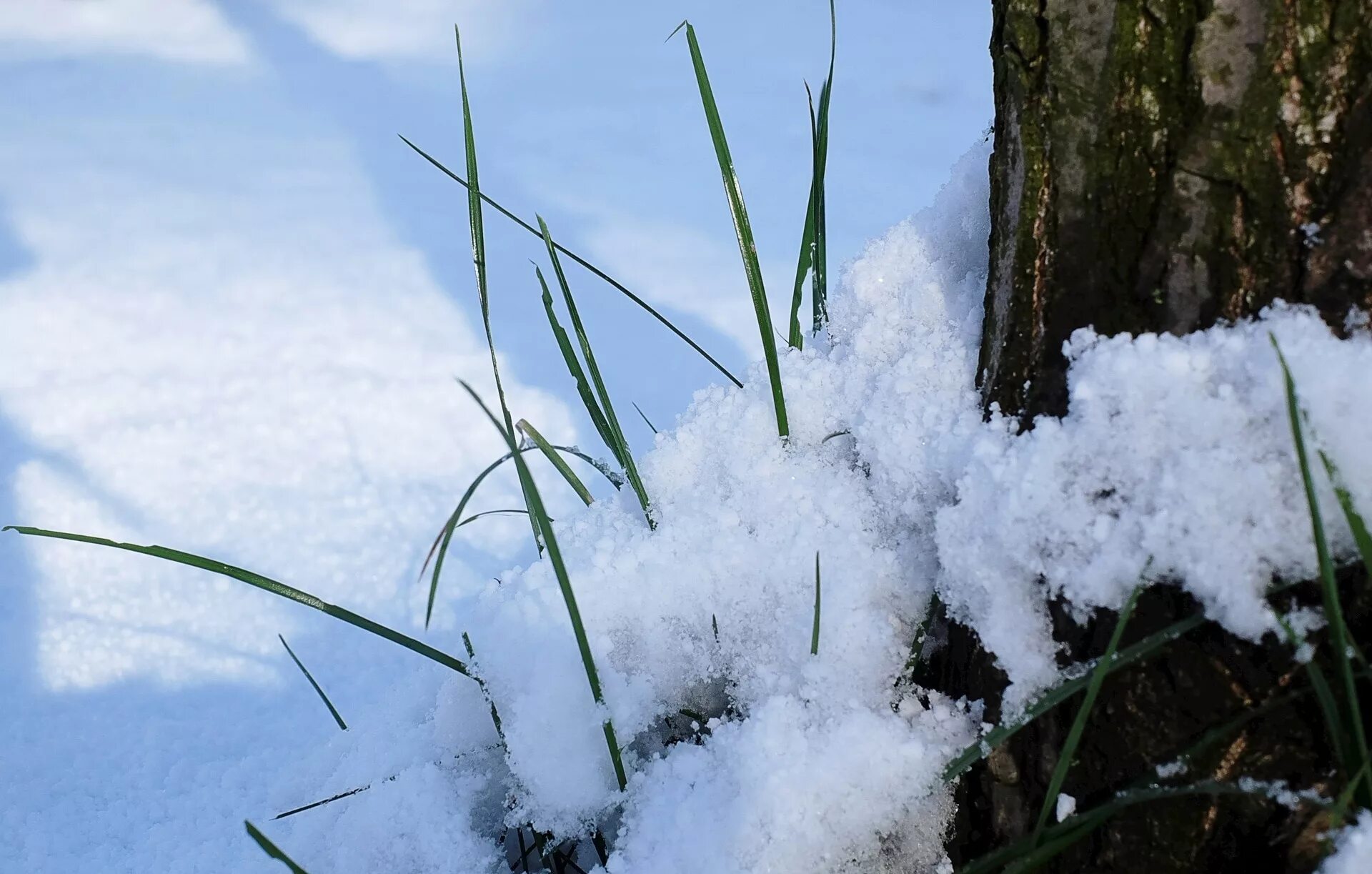Под снегом есть воздух. Растения под снегом. Травинка под снегом. Снег на траве. Трава из под снега.