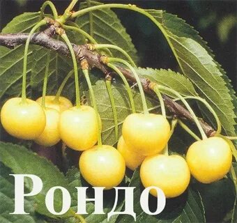 Черешня рондо описание сорта