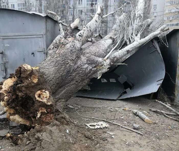 Дерево упало на гараж. Упавший дуб. Дуб упал. Упало дерево ветер сильный.