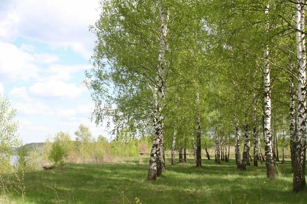 Милые березовые чащи ты земля