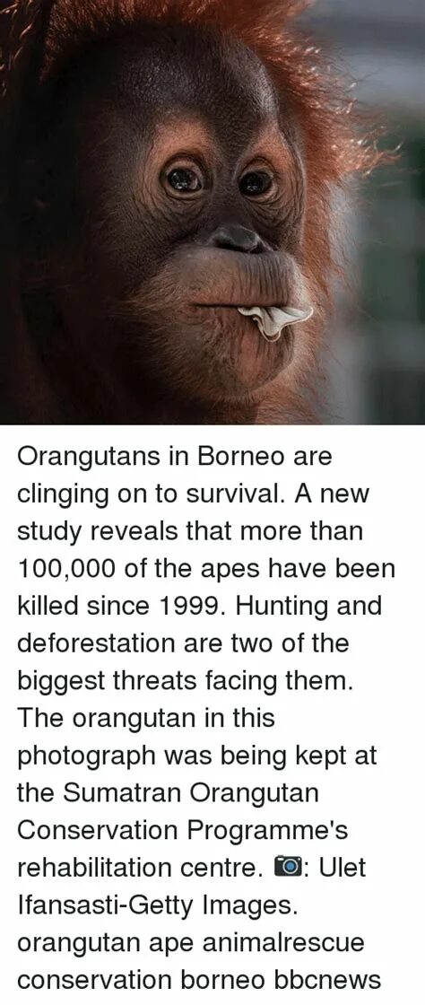Орангутанг мем. Меме с орангутанами. orangutan транскрипция. орангутанг мем сидит.