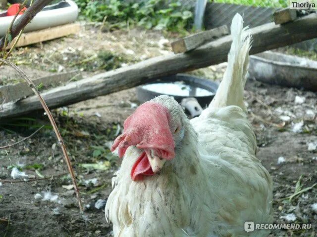 У кур белые гребни. У кур белые гребни. У кур белые гребни. Гребешок курицы. Пастереллез (холера) кур.