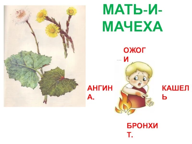 Растения в домашней аптечке 2 класс. Растения в домашней аптечке 2 класс видео. Растения в домашней аптечке 2 класс перспектива презентация. Растения в домашней аптечке 2