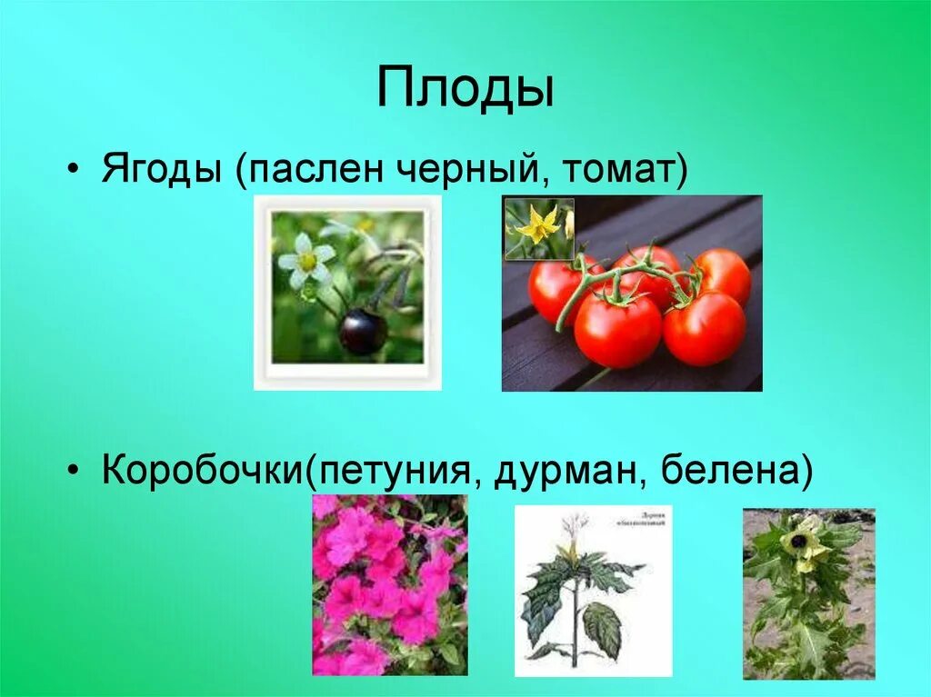 Название плодов пасленовых. Двудольные растения семейство пасленовые. паслёновые паслёновые. семейство пасленовые плод. плод коробочка у пасленовых.