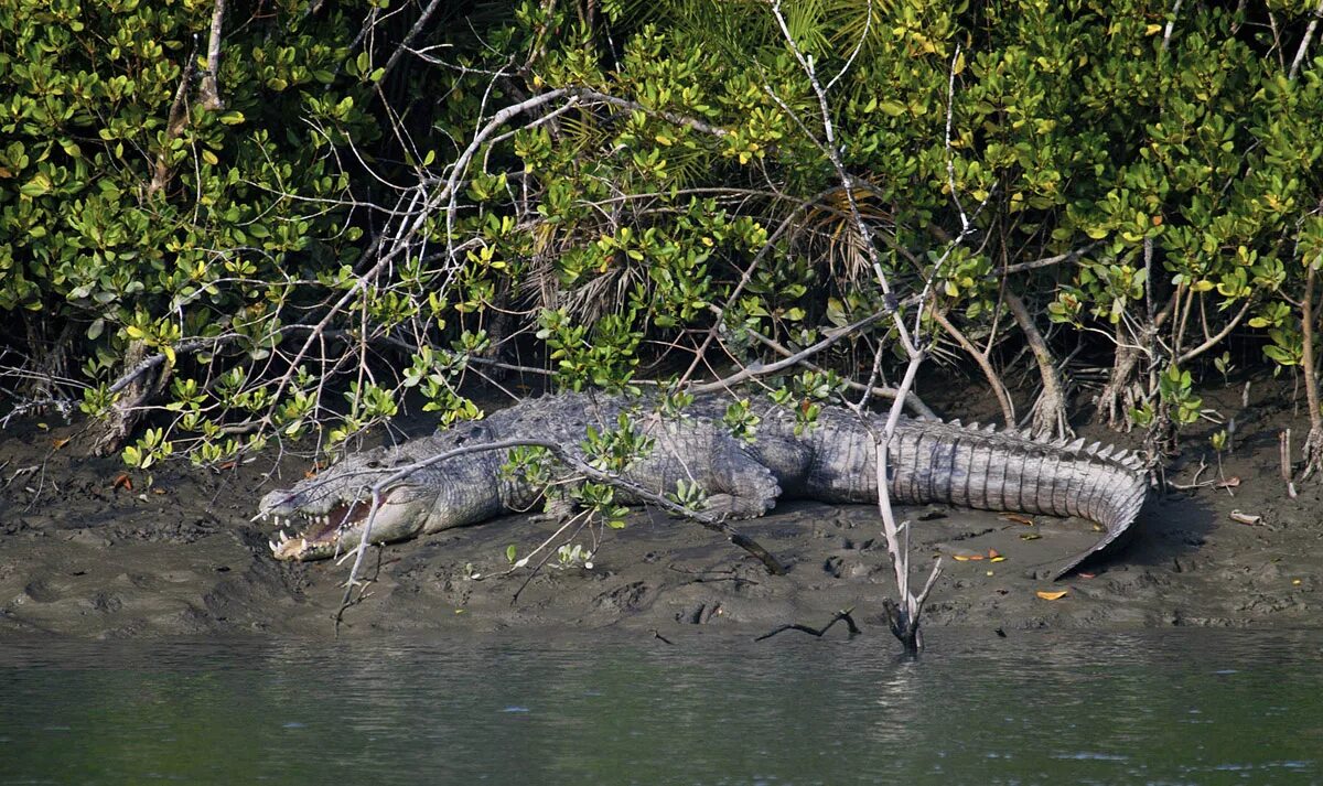 Крокодилы на шри ланке. Мангровый лес Сундарбан. Национальный парк Сундарбан Бангладеш. Мангровые заросли Сундарбан. Мангровый лес Сундарбан в Бангладеш.