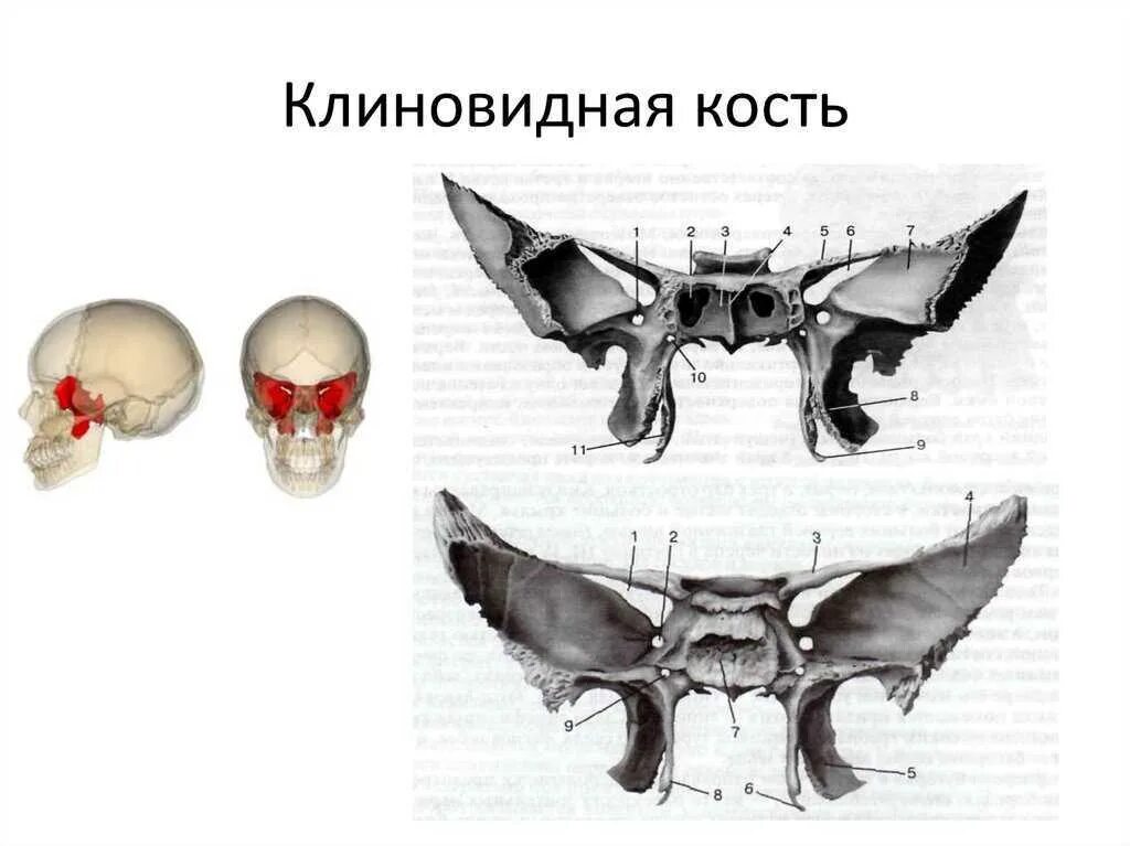 Верхнечелюстная поверхность клиновидной кости. Анатомия клиновидной кости. Глазничная щель клиновидной кости. Клиновидная кость черепа анатомия человека. Большое крыло клиновидной кости на черепе.