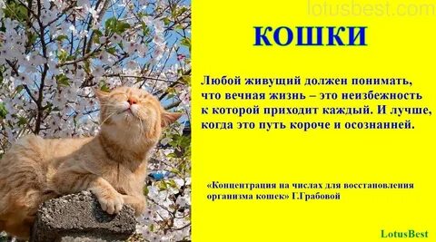 Восстановление кошки