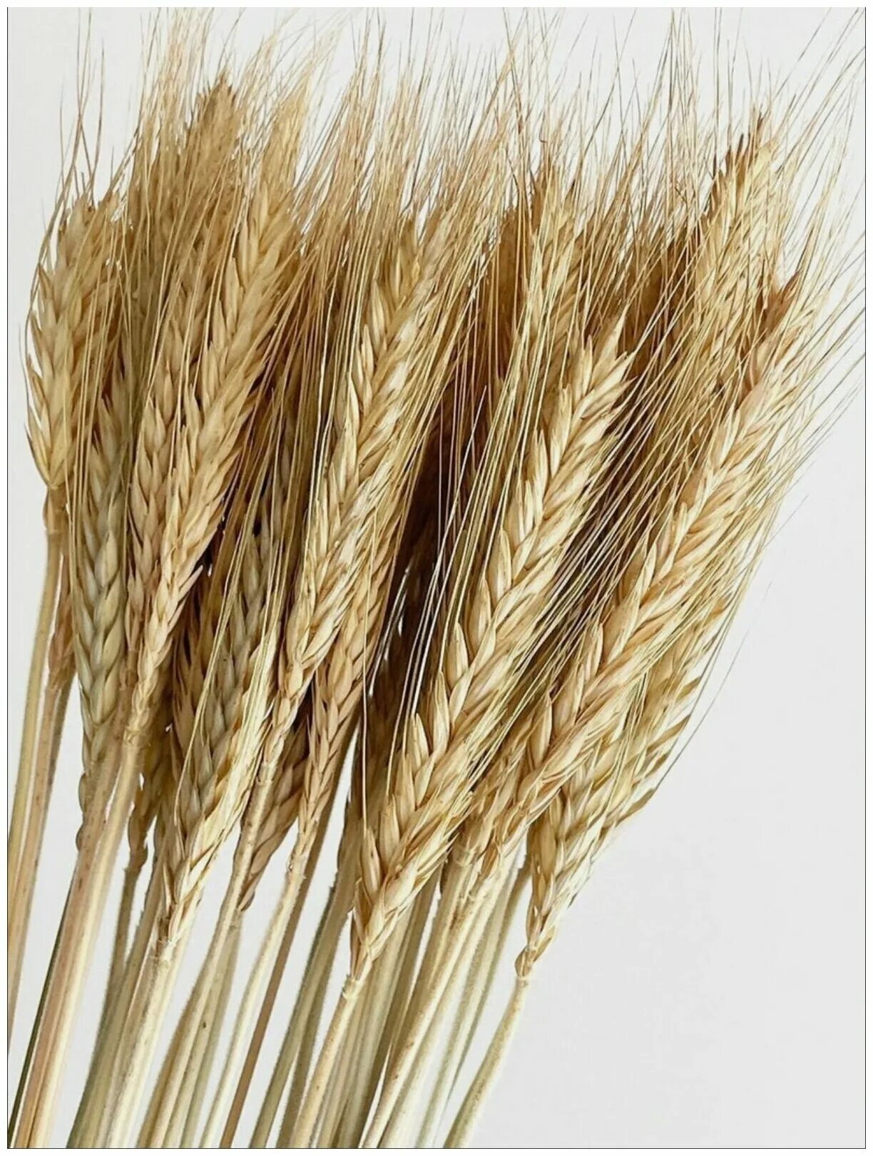 Пшеница розницу купить. Weizen сухоцвет. Пшеница. Декоративная пшеница. Сухоцветы зерна.