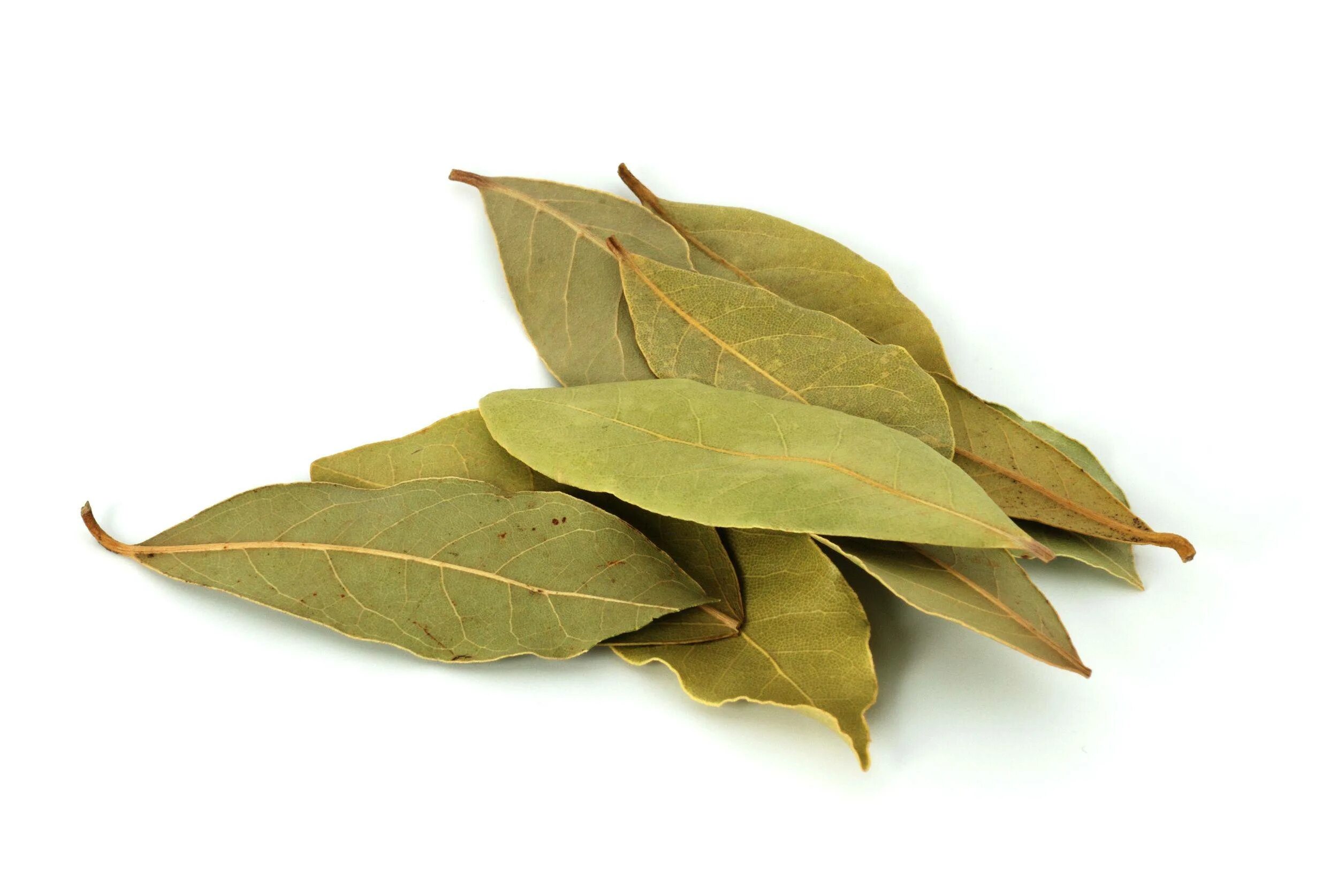 К чему снится лавровый лист. Bay leaf. лавровый лист. листья лавра.