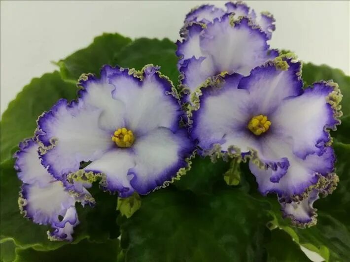 фиалка сорт зефир. фиалка зефир описание. фиалка зефир описание. сенполия морев-зефир. фиалка зефир описание.