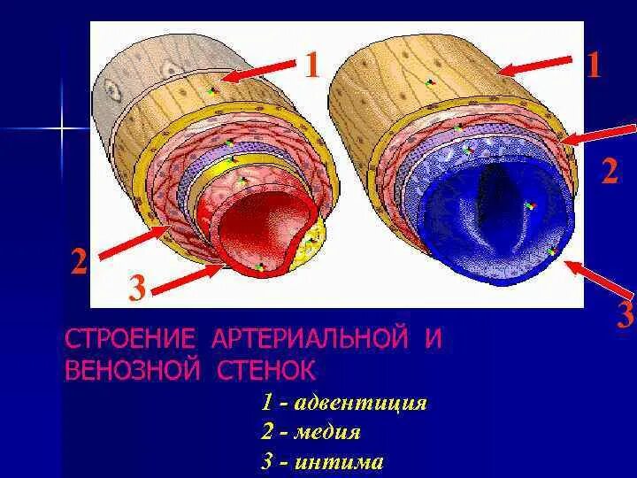 Мышечный слой артерий и вен. Строение стенки артерии. Строение стенки венозного сосуда. Адвентиция сосудов. Строение стенки артерии и вены.