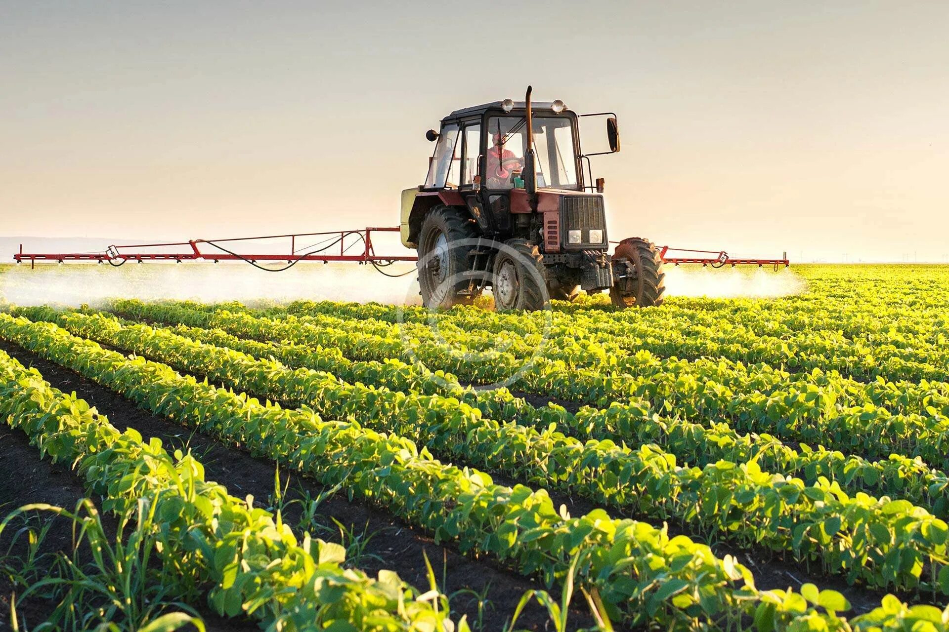 Плантации сои Monsanto в Румынии. Растениеводство. Сельское хозяйство. Сельхоз хозяйство. Ж сх