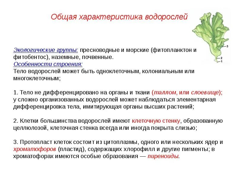 Тело водорослей не имеет органов и тканей. Характеристика фитобентоса. Программа ботаника. Нестандартные задачи по водорослям. Водоросли характеристика ОГЭ.