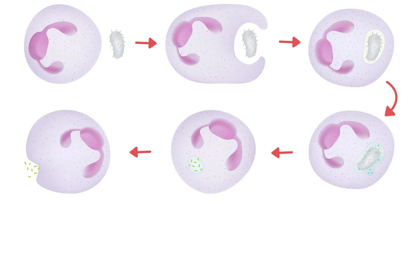 Бактериальный фагоцитоз нейтрофилы. Фагоцитоз бактерий нейтрофилами. Фагоцитоз лейкоцитов. Микрофаги: нейтрофилы фагоцитоз. Макрофаги фагоцитоз