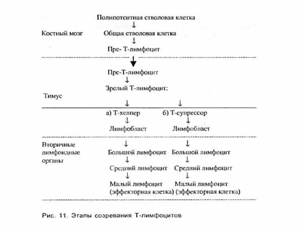 Дифференцировка т лимфоцитов. В лимфоциты этапы созревания и дифференцировки. Органы окончательной дифференцировки и созревания т и б лимфоцитов. Полипотентная.