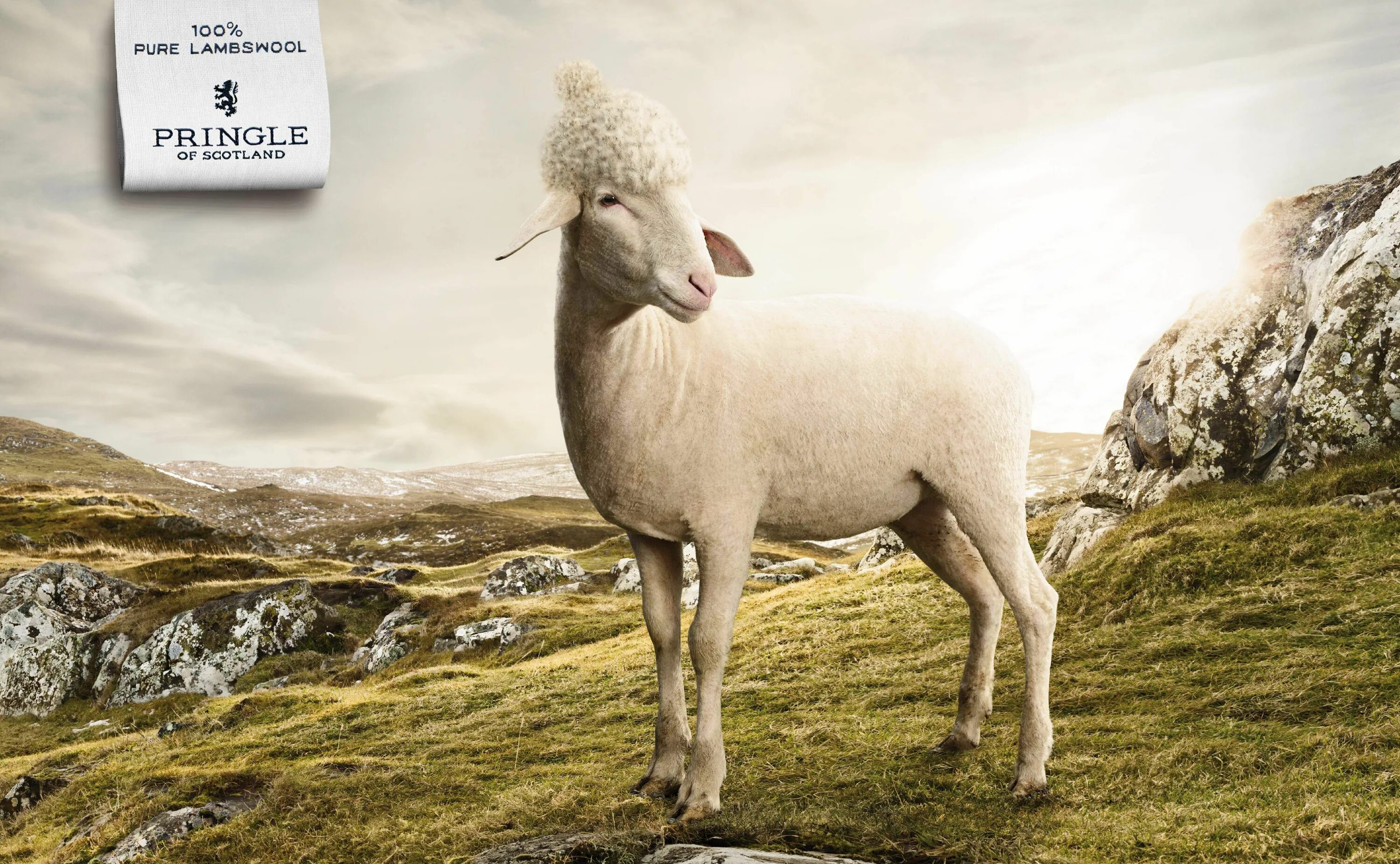 Сайт wool lamb