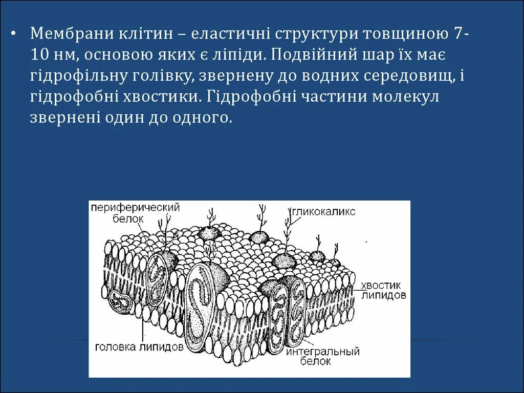 Основой мембран клеток. Строение плазматической мембраны. Мембрана клетки. Клеточная мембрана процесс.