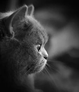 Тоскующий кот